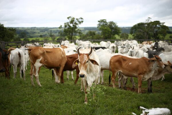 Monthly care of a cow